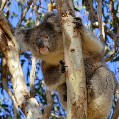 Koala-in-a-gum-tree